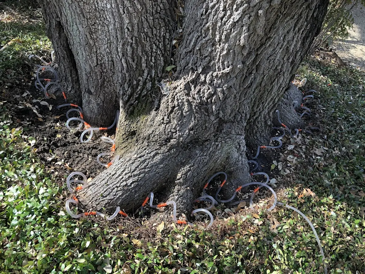 Detailed Tree Cabling and Bracing job site in Holyrood