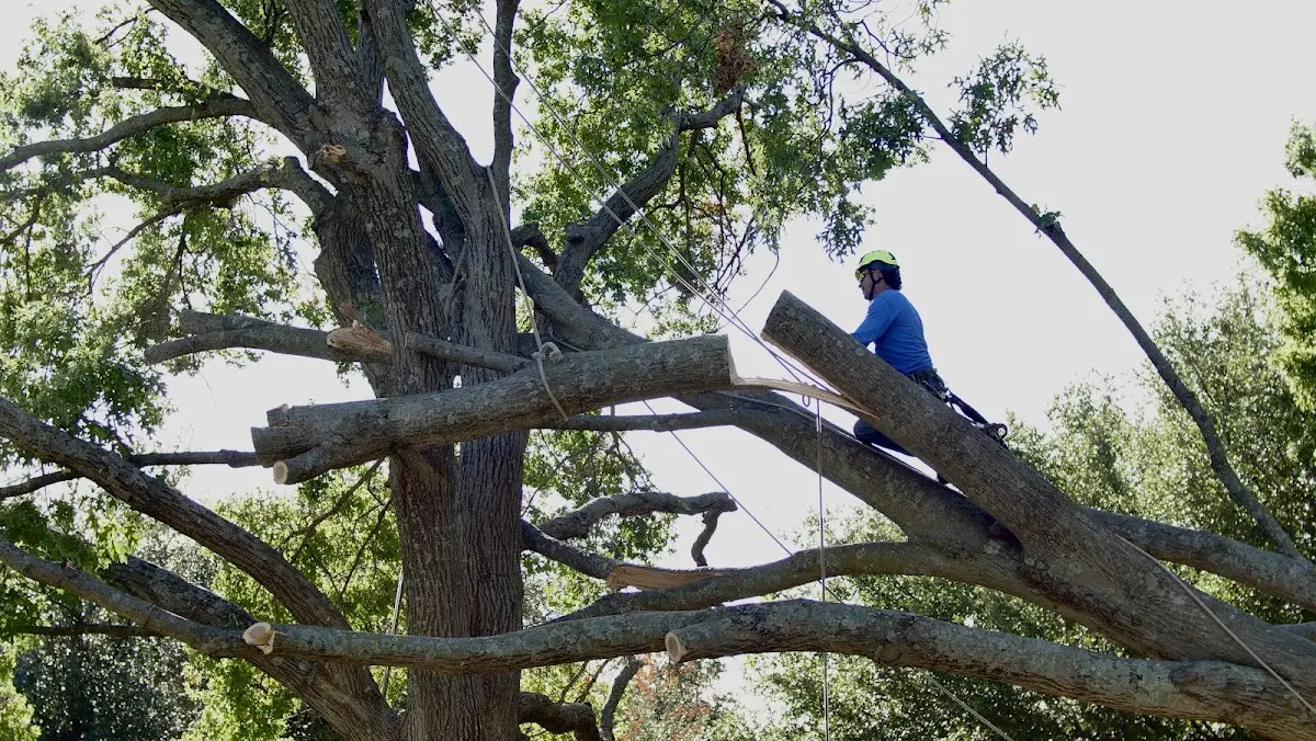 Professional Crown Thinning performed by certified arborists in Holyrood