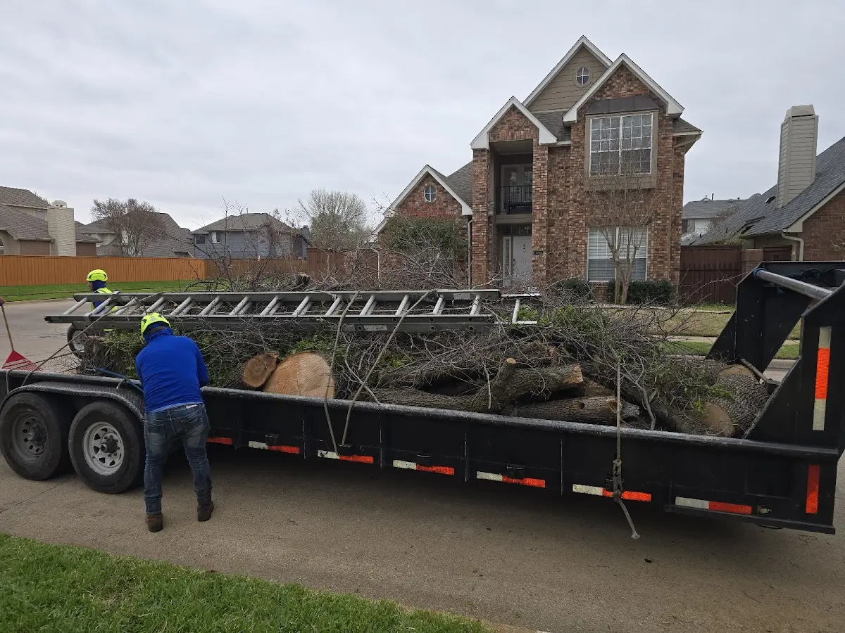 Expert Tree Removal with proper safety equipment in Holyrood